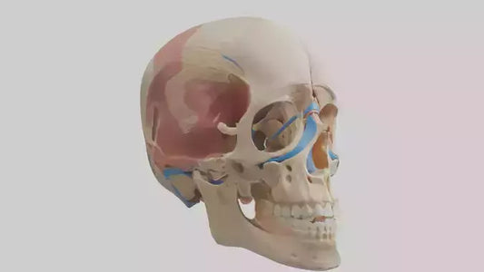 Human Temporomandibular Joint Model VR / AR / low-poly