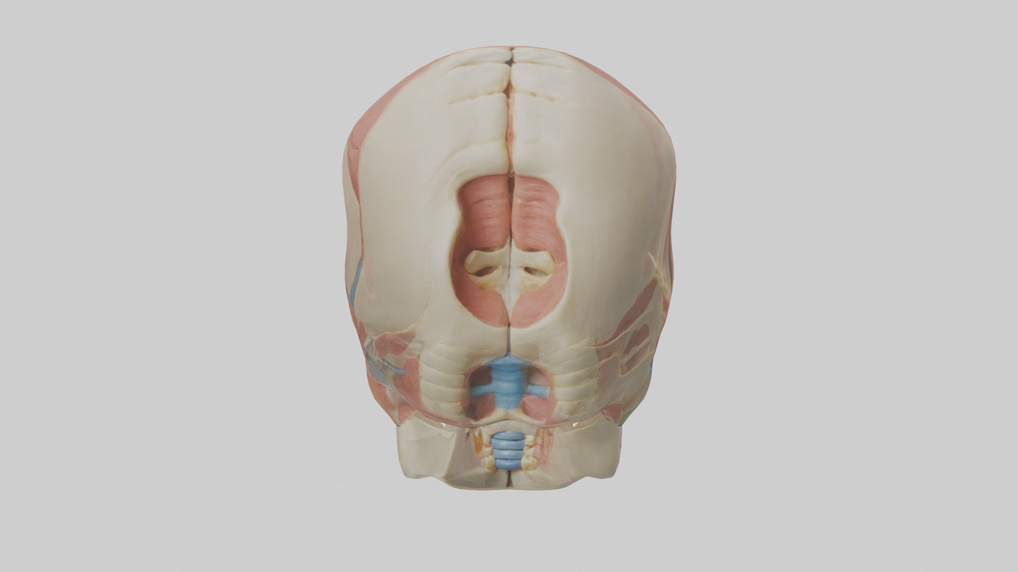Human Temporomandibular Joint Model VR / AR / low-poly
