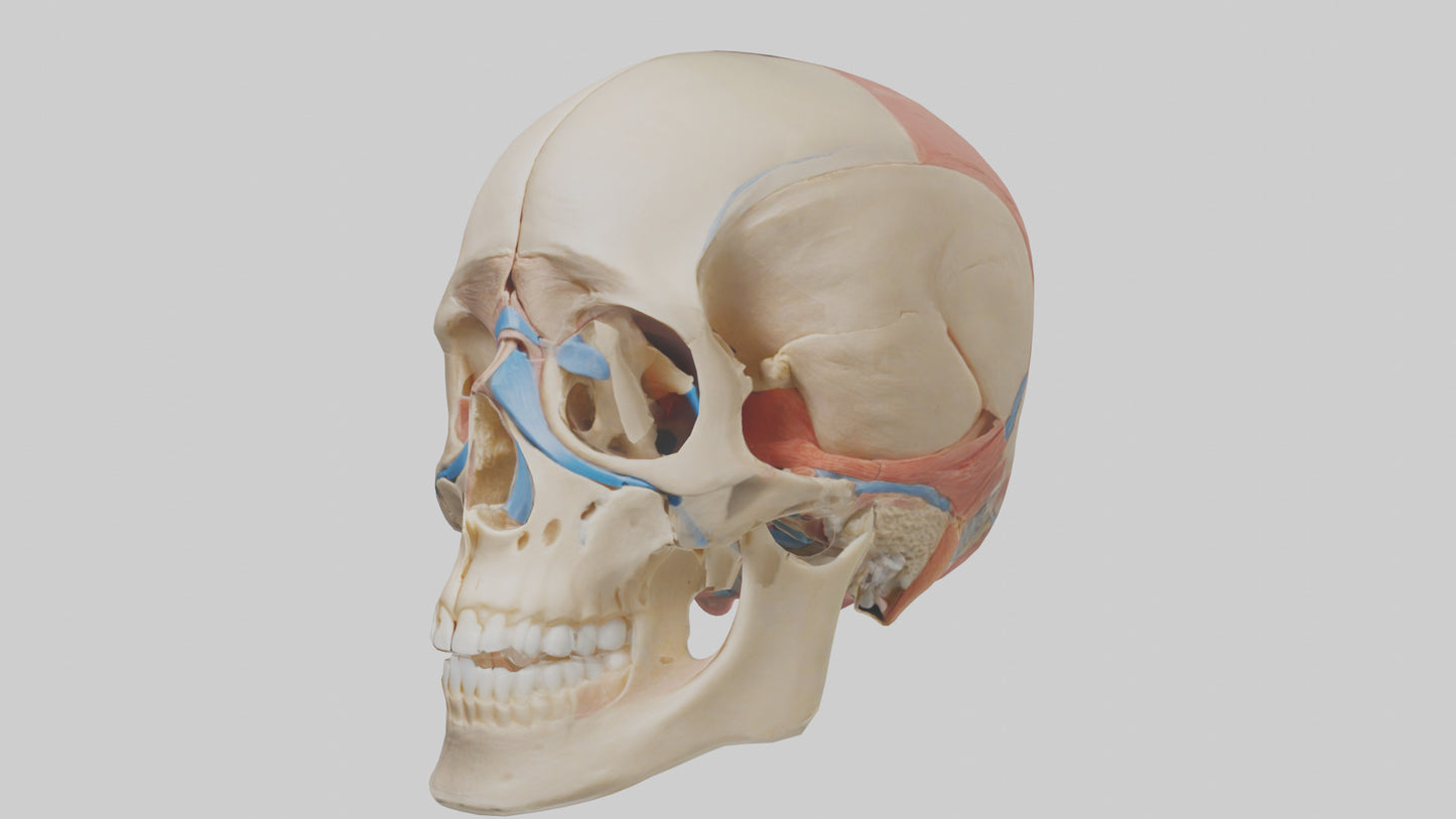 Human Temporomandibular Joint Model VR / AR / low-poly
