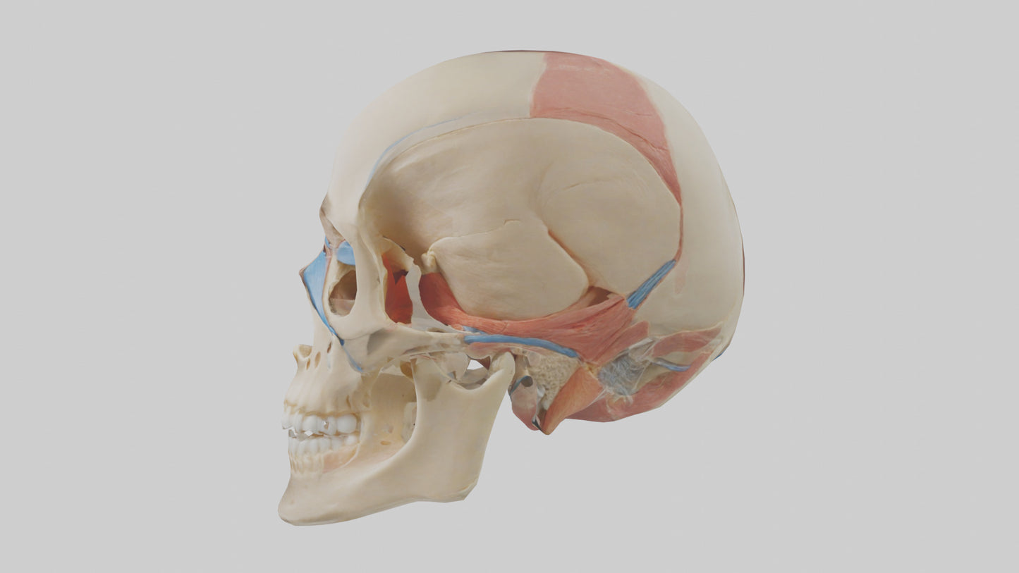Human Temporomandibular Joint Model VR / AR / low-poly
