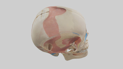 Human Temporomandibular Joint Model VR / AR / low-poly
