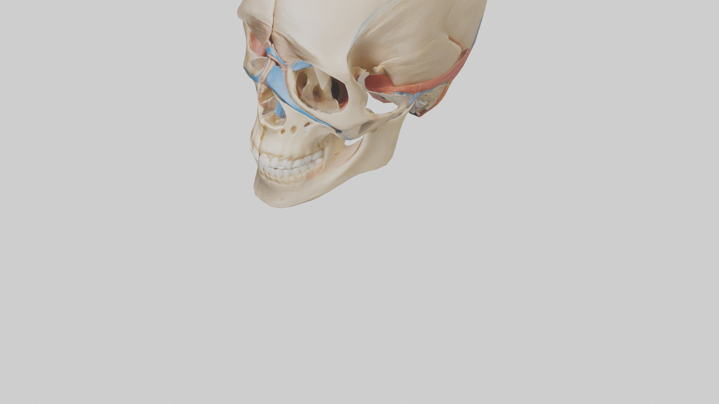 Human Temporomandibular Joint Model VR / AR / low-poly