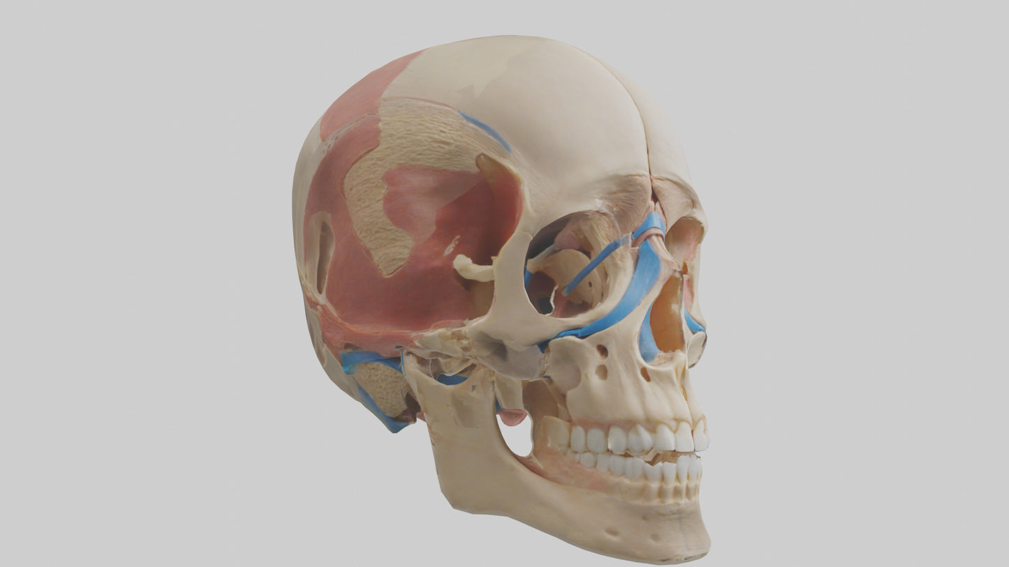 Human Temporomandibular Joint Model VR / AR / low-poly