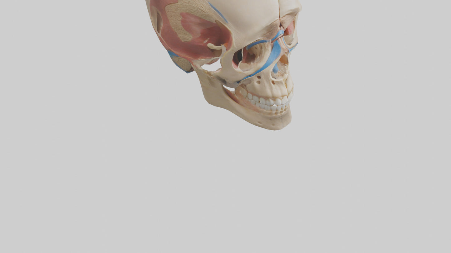 Human Temporomandibular Joint Model VR / AR / low-poly