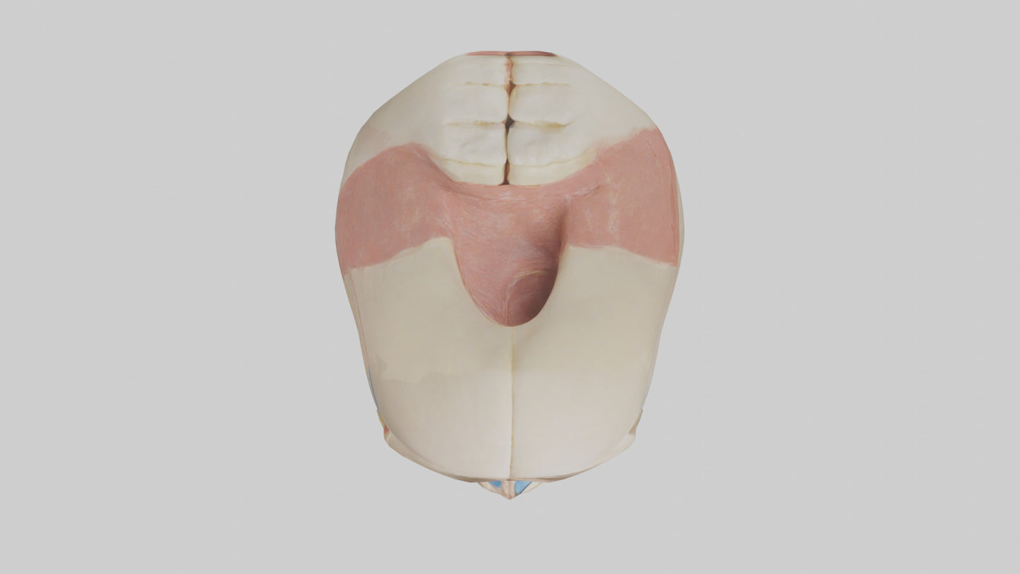 Human Temporomandibular Joint Model VR / AR / low-poly
