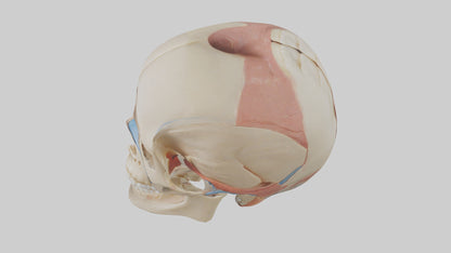 Human Temporomandibular Joint Model VR / AR / low-poly