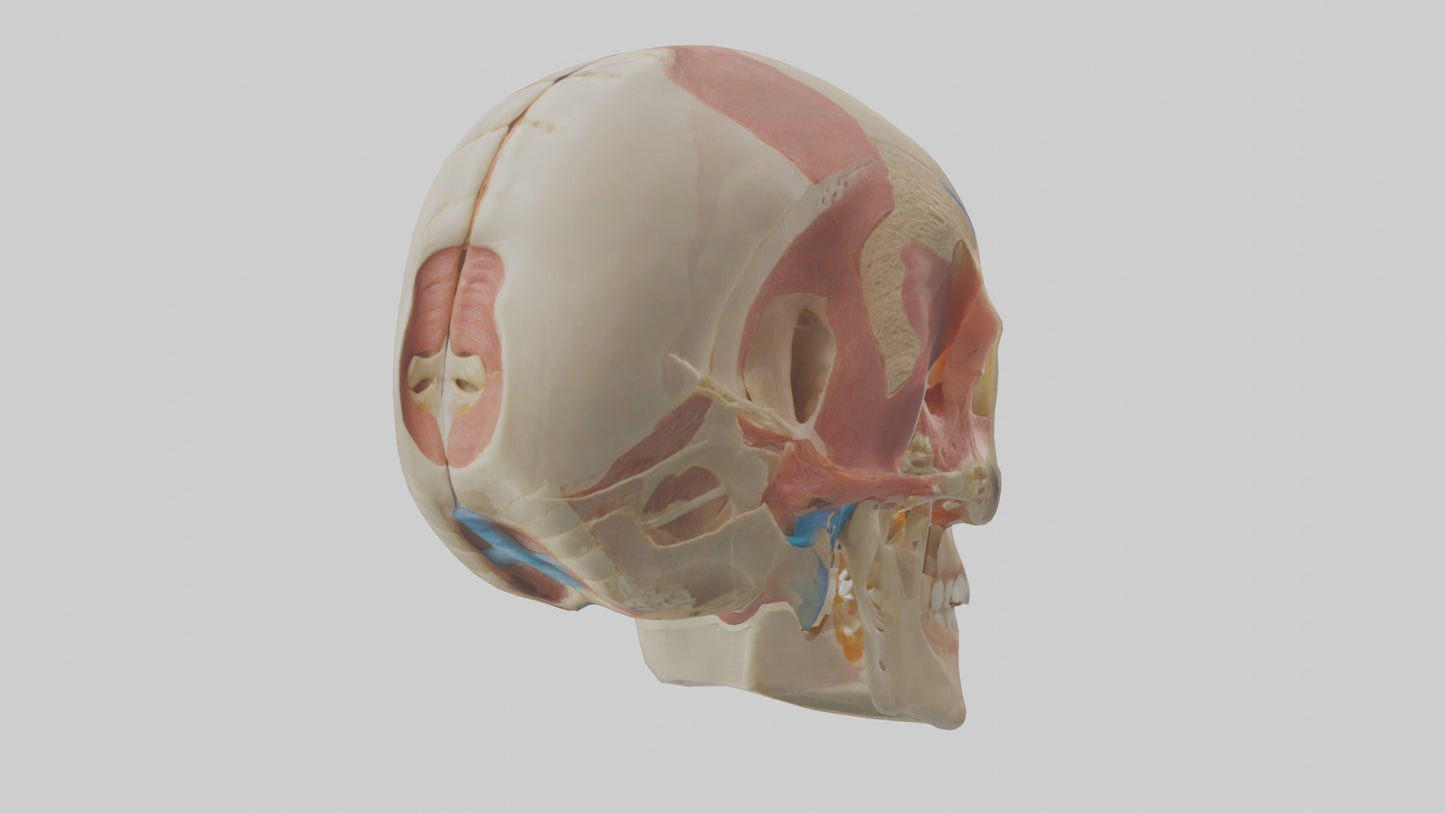Human Temporomandibular Joint Model VR / AR / low-poly