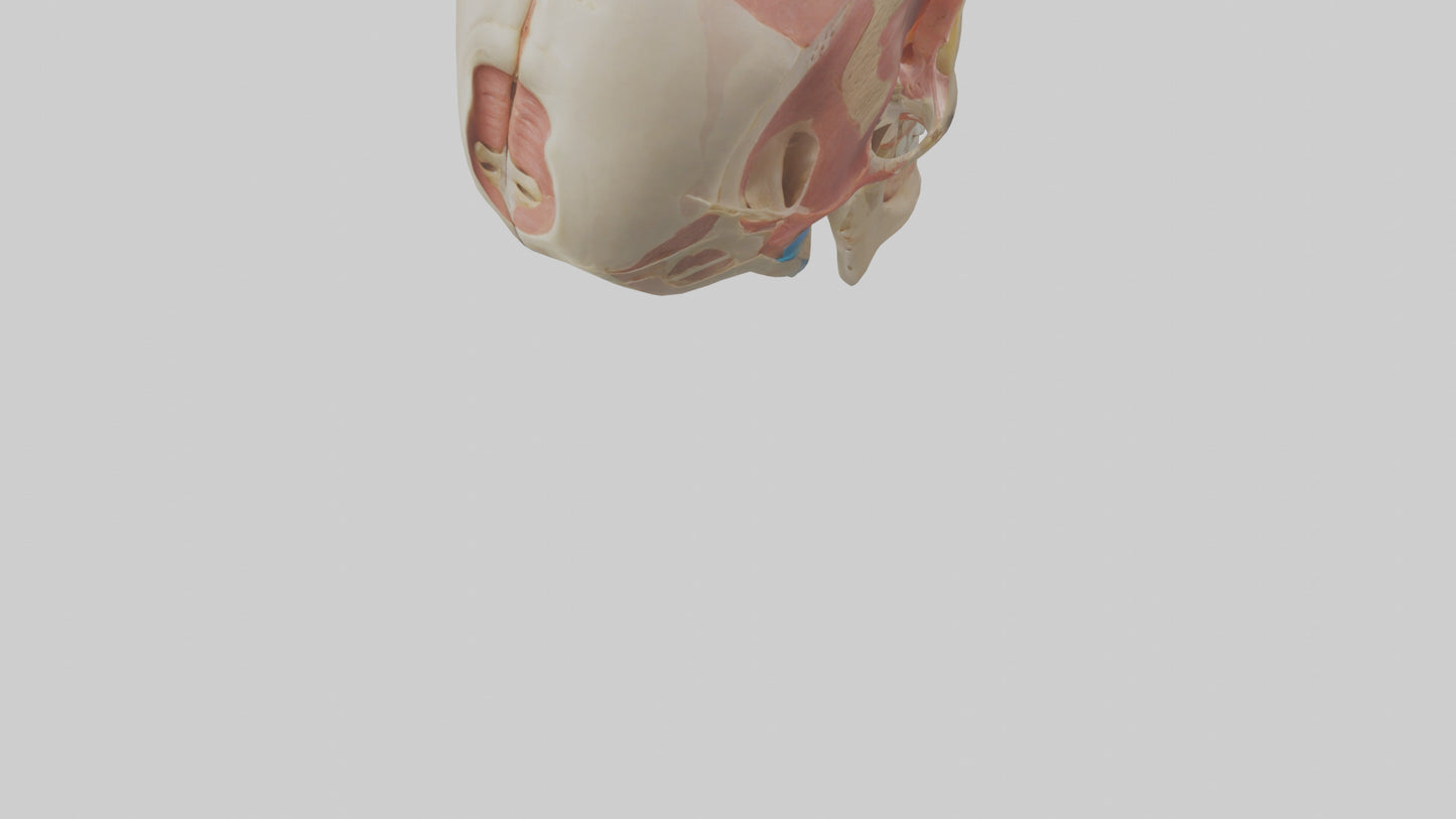 Human Temporomandibular Joint Model VR / AR / low-poly