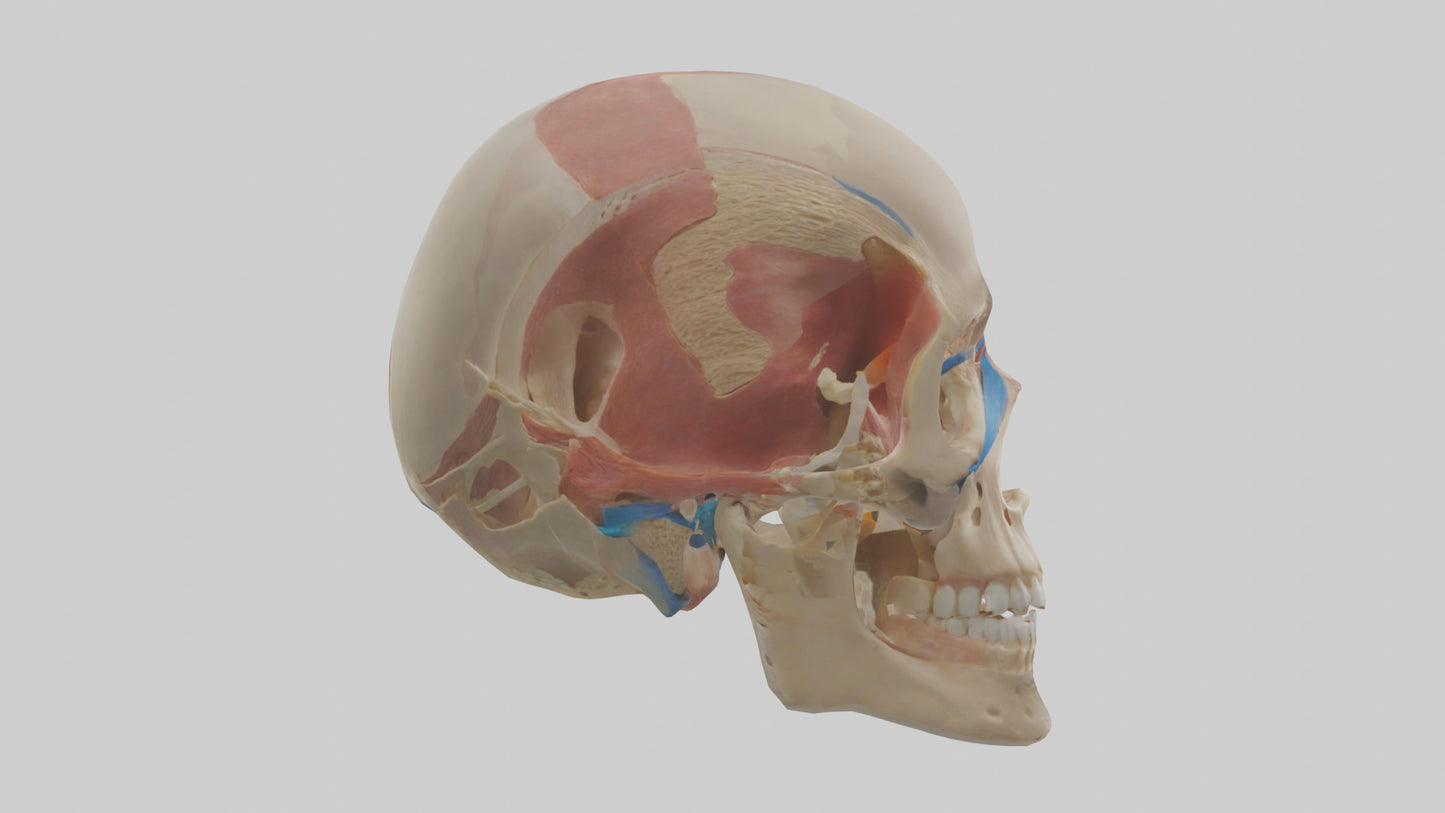 Human Temporomandibular Joint Model VR / AR / low-poly