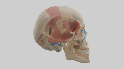 Human Temporomandibular Joint Model VR / AR / low-poly