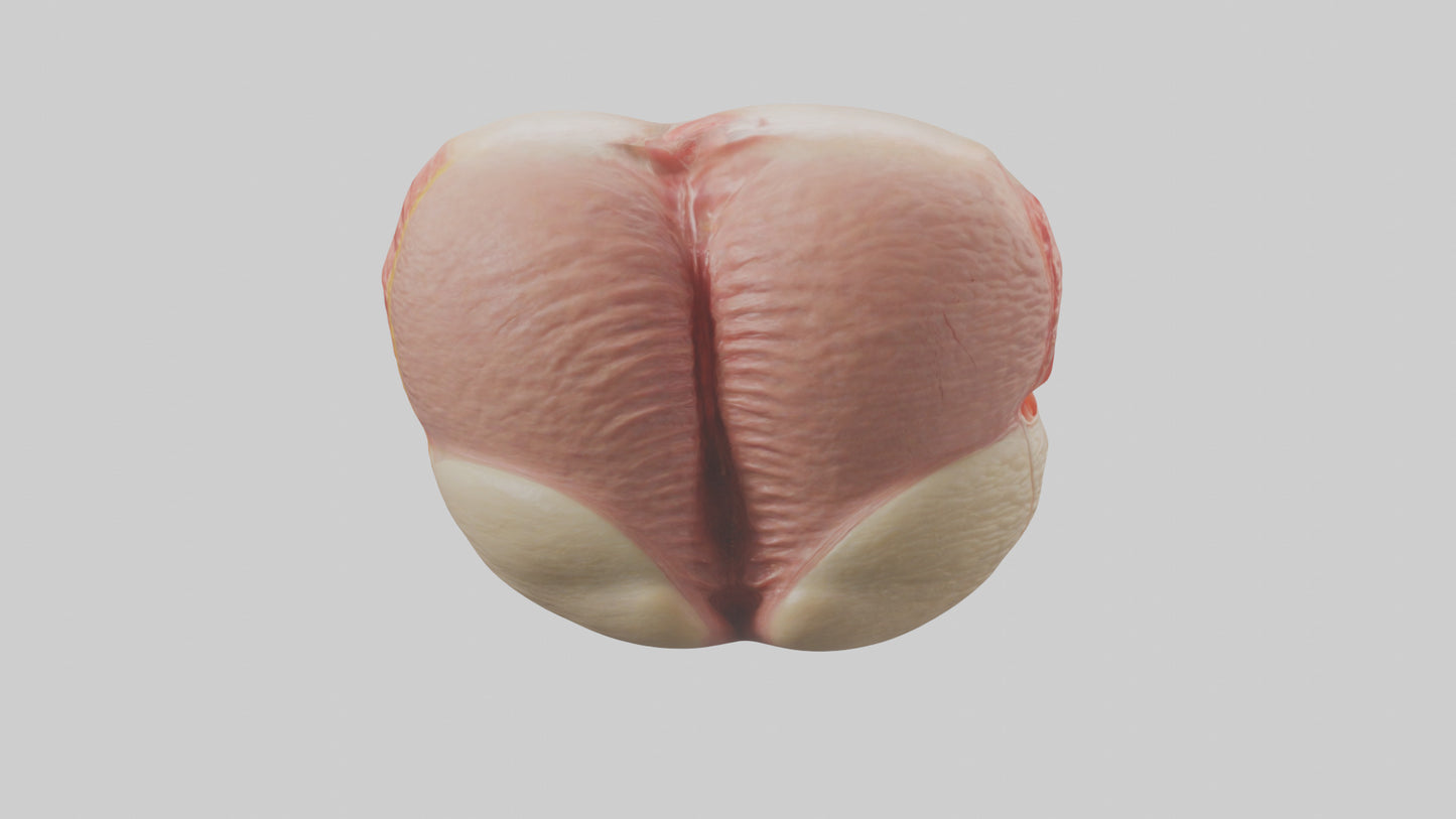 3D model Human Testes Model VR / AR / low-poly