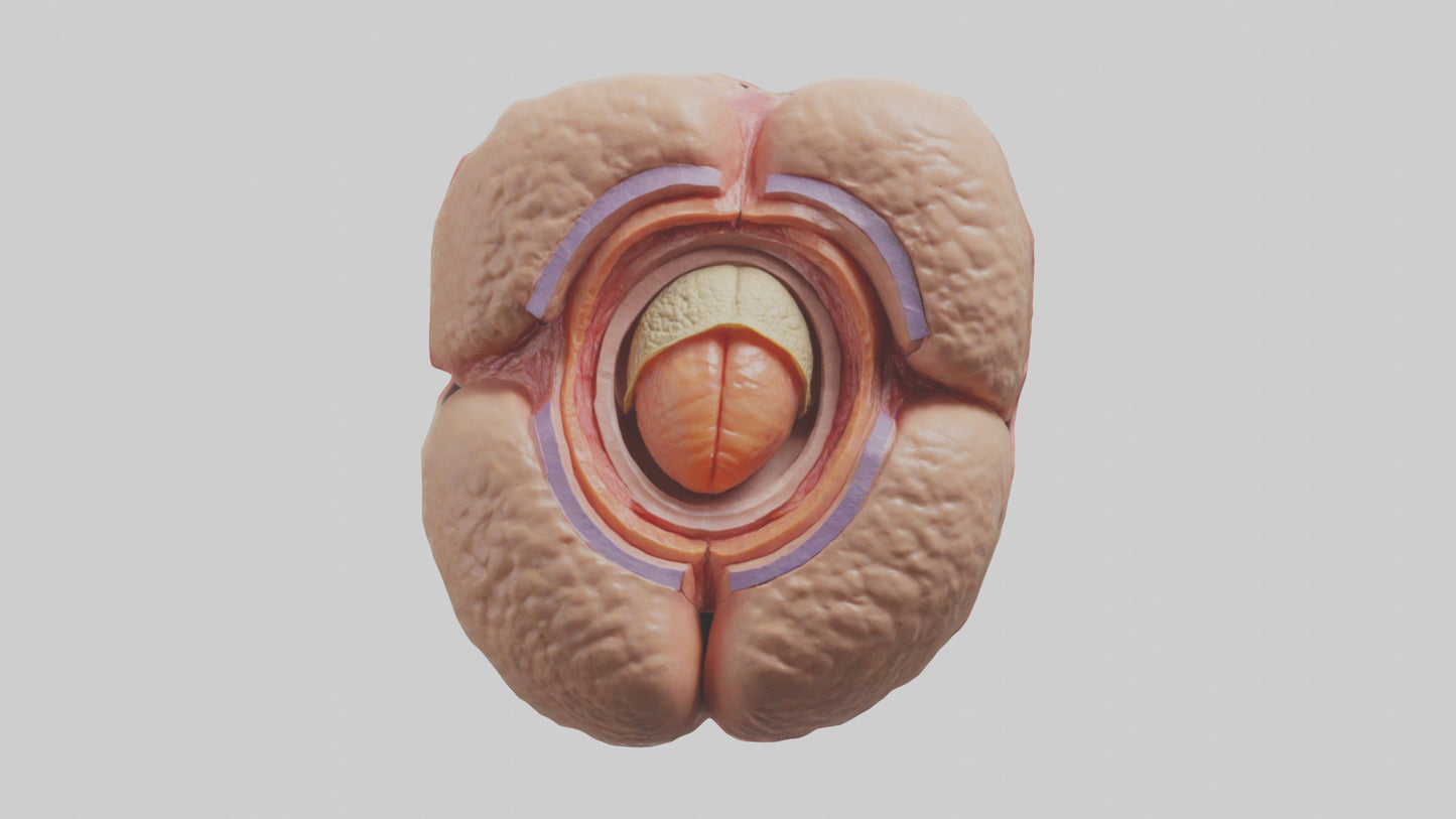 3D model Human Testes Model VR / AR / low-poly