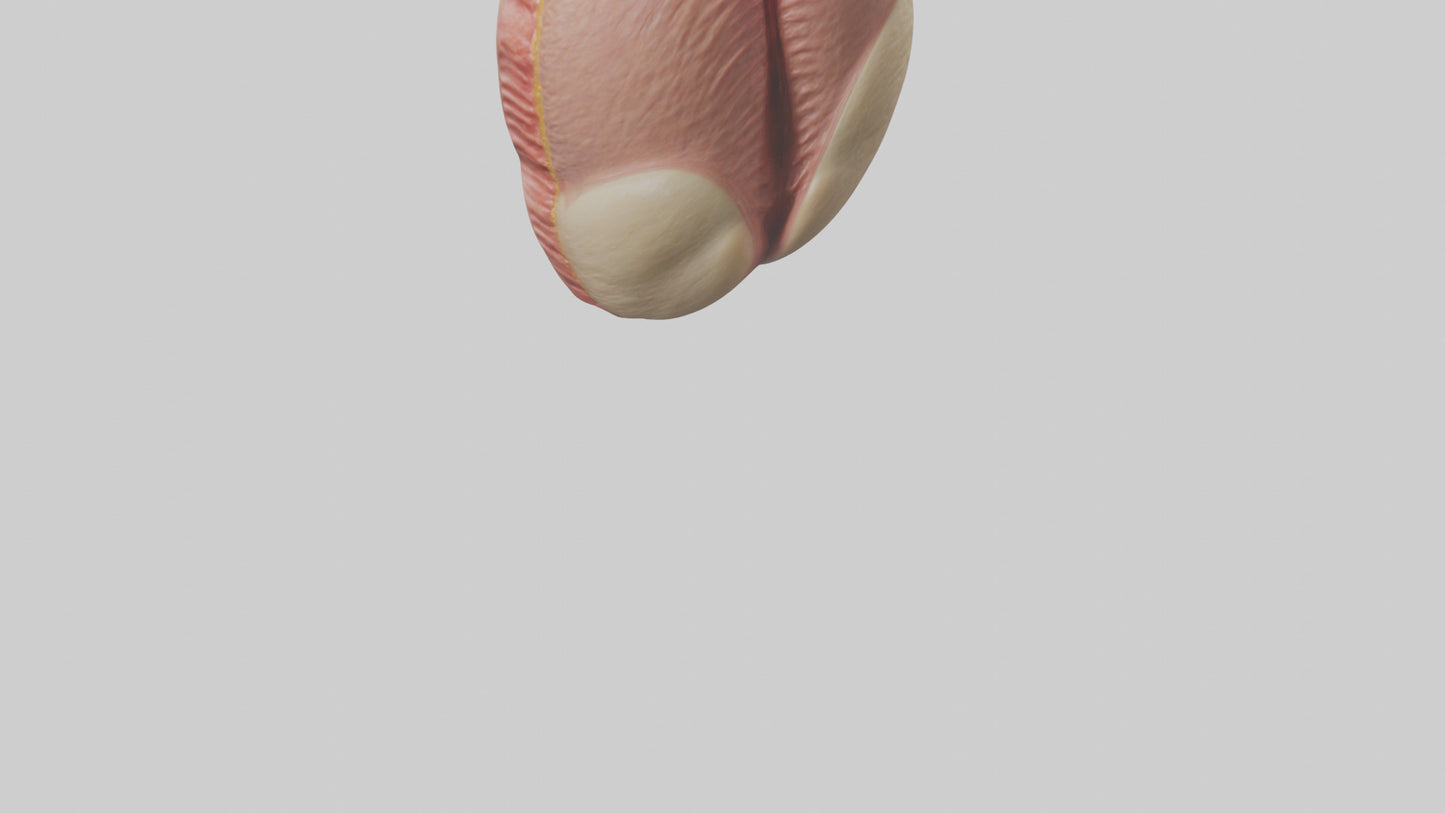 3D model Human Testes Model VR / AR / low-poly