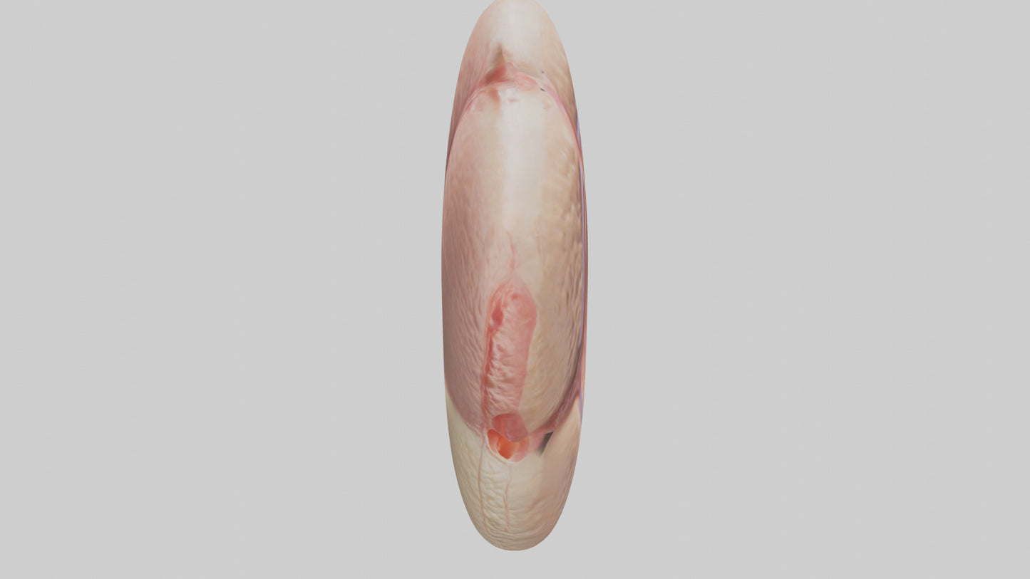 3D model Human Testes Model VR / AR / low-poly
