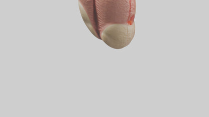 3D model Human Testes Model VR / AR / low-poly