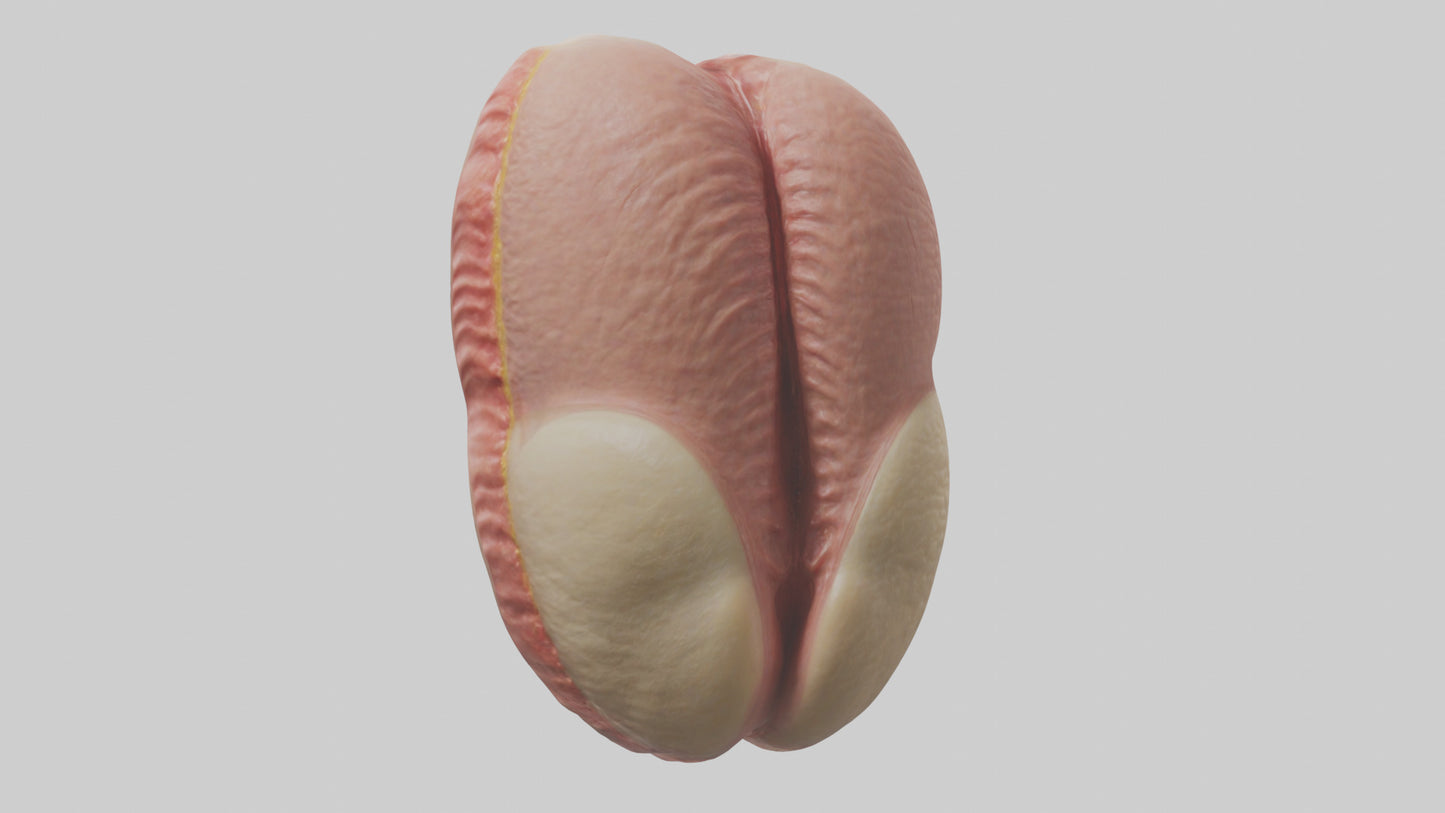 3D model Human Testes Model VR / AR / low-poly