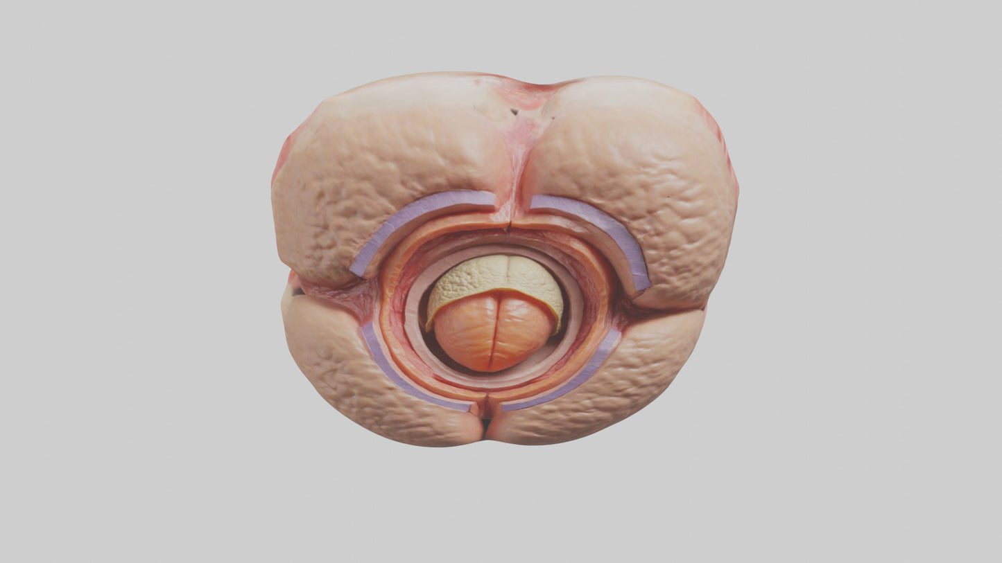 3D model Human Testes Model VR / AR / low-poly