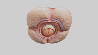 3D model Human Testes Model VR / AR / low-poly