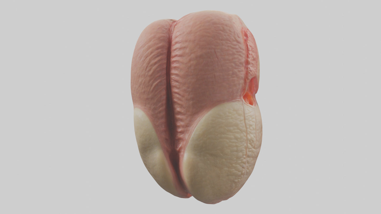 3D model Human Testes Model VR / AR / low-poly