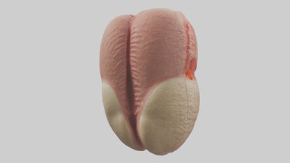 3D model Human Testes Model VR / AR / low-poly