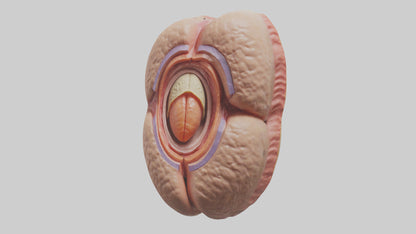 3D model Human Testes Model VR / AR / low-poly