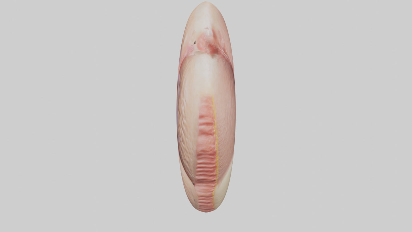 3D model Human Testes Model VR / AR / low-poly