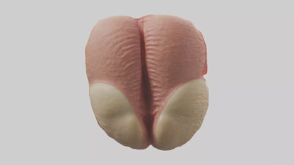 3D model Human Testes Model VR / AR / low-poly