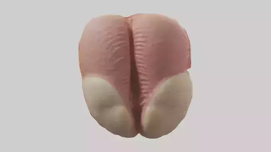 3D model Human Testes Model VR / AR / low-poly