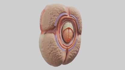 3D model Human Testes Model VR / AR / low-poly