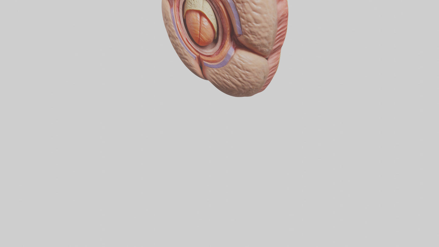 3D model Human Testes Model VR / AR / low-poly