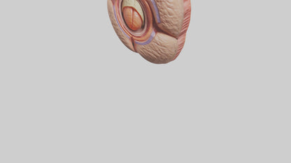 3D model Human Testes Model VR / AR / low-poly