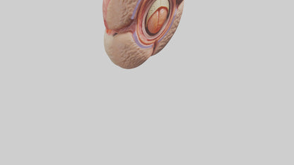 3D model Human Testes Model VR / AR / low-poly