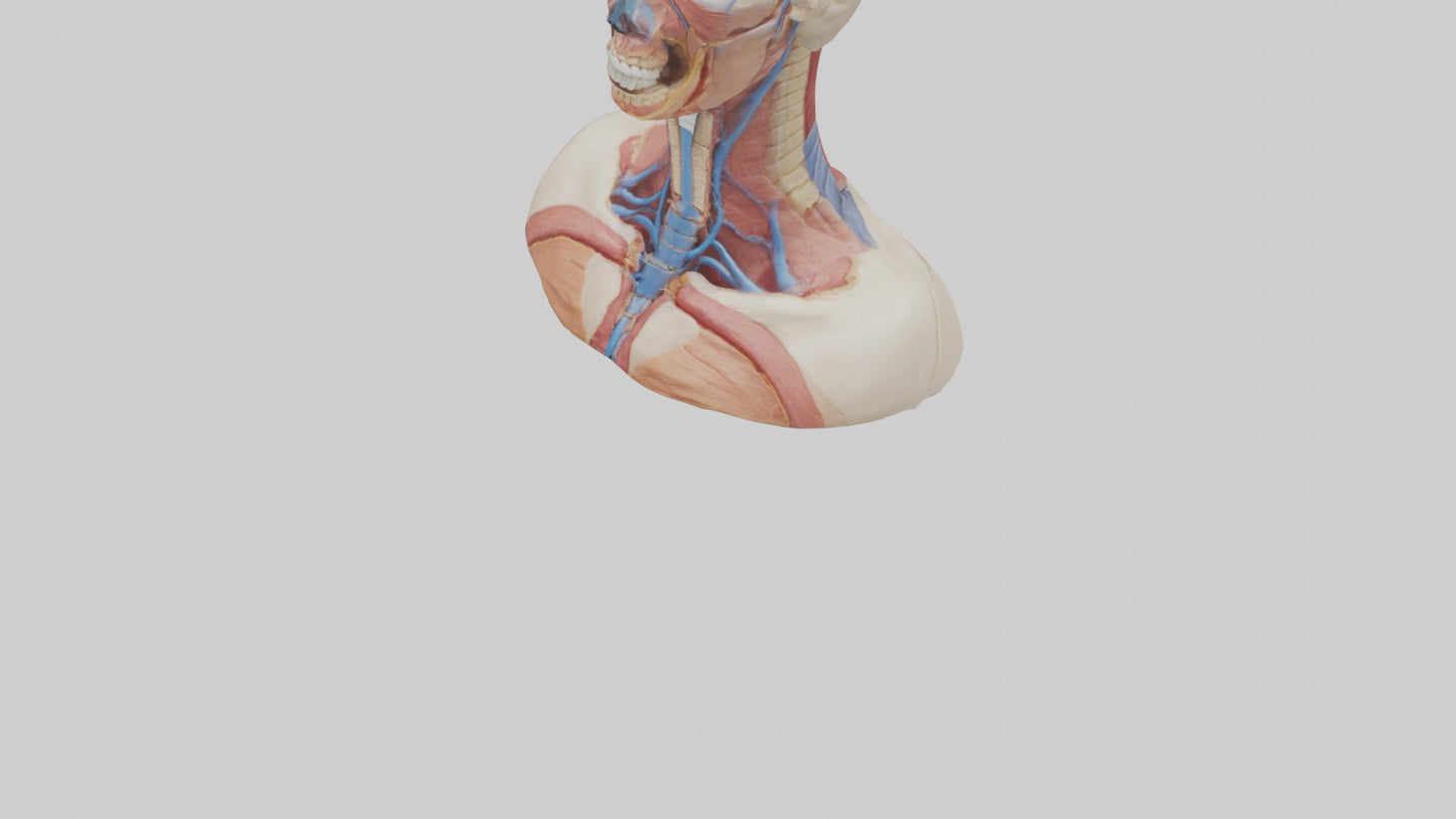 3D model Human Throat Anatomy Model VR / AR / low-poly
