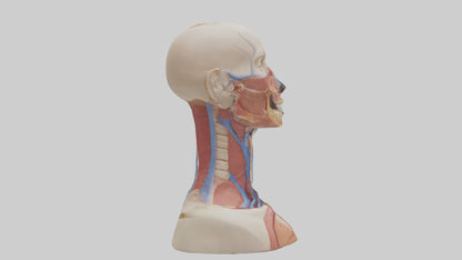 3D model Human Throat Anatomy Model VR / AR / low-poly