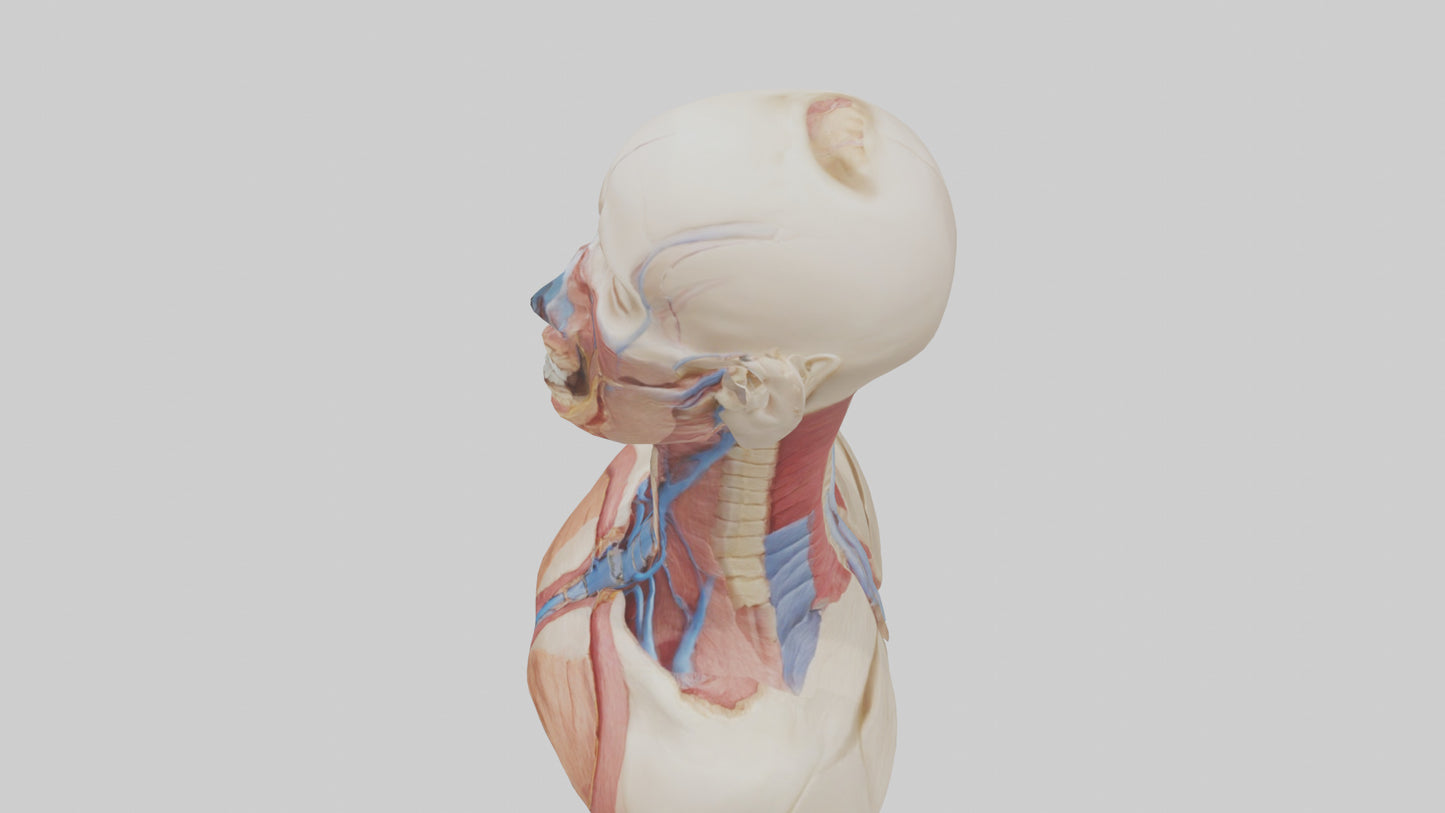 3D model Human Throat Anatomy Model VR / AR / low-poly