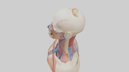 3D model Human Throat Anatomy Model VR / AR / low-poly