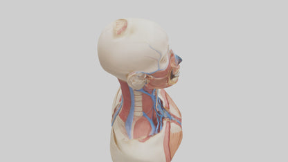 3D model Human Throat Anatomy Model VR / AR / low-poly