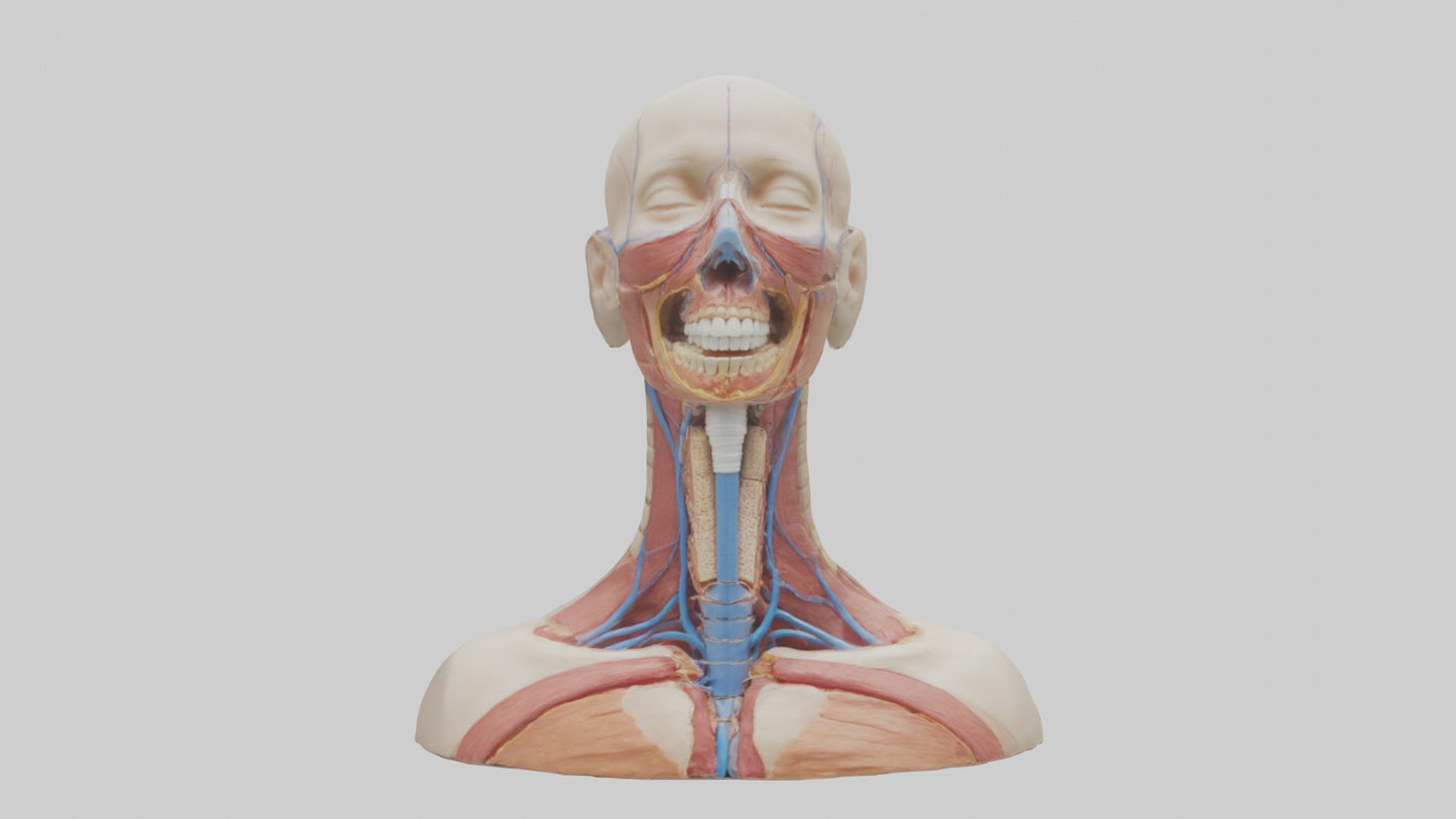 3D model Human Throat Anatomy Model VR / AR / low-poly