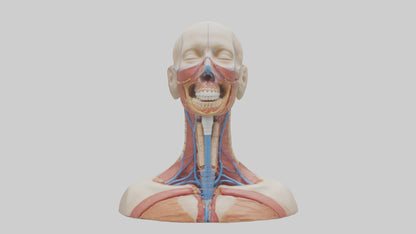 3D model Human Throat Anatomy Model VR / AR / low-poly