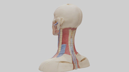 3D model Human Throat Anatomy Model VR / AR / low-poly