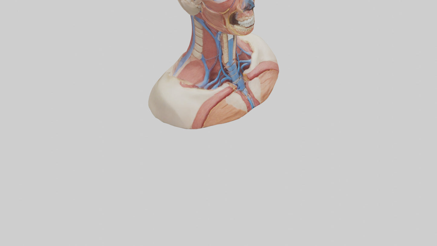 3D model Human Throat Anatomy Model VR / AR / low-poly