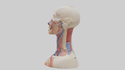 3D model Human Throat Anatomy Model VR / AR / low-poly