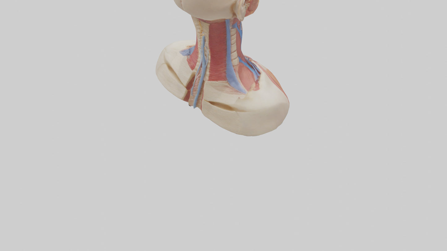 3D model Human Throat Anatomy Model VR / AR / low-poly
