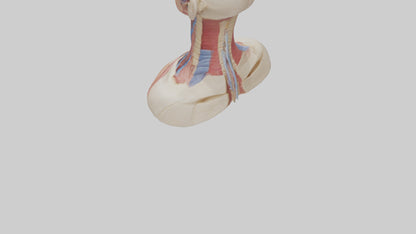 3D model Human Throat Anatomy Model VR / AR / low-poly