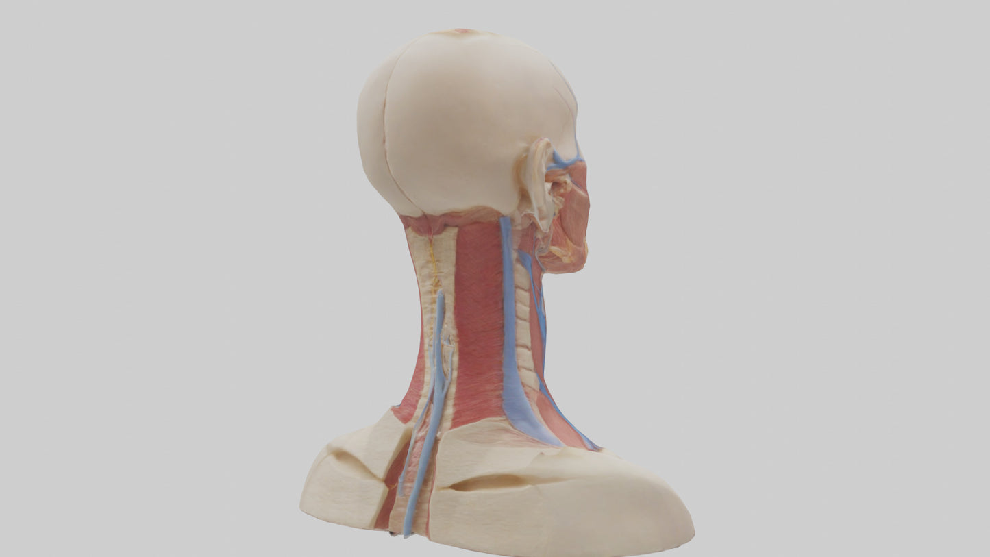 3D model Human Throat Anatomy Model VR / AR / low-poly