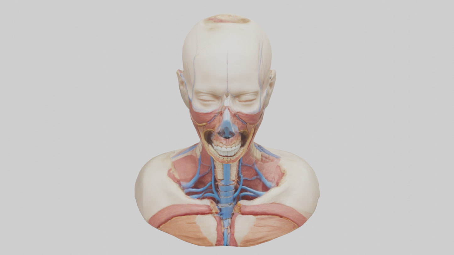 3D model Human Throat Anatomy Model VR / AR / low-poly