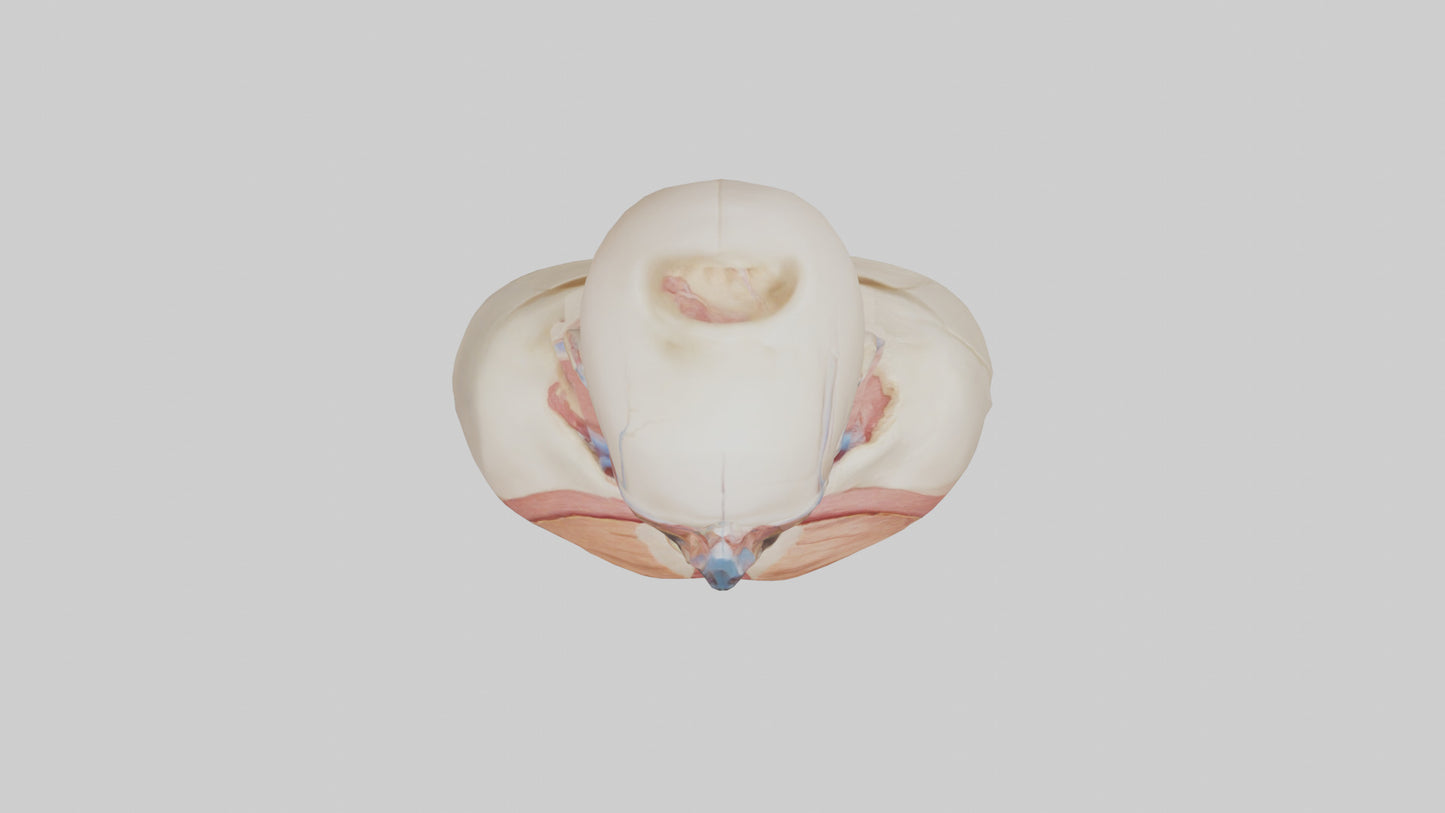 3D model Human Throat Anatomy Model VR / AR / low-poly