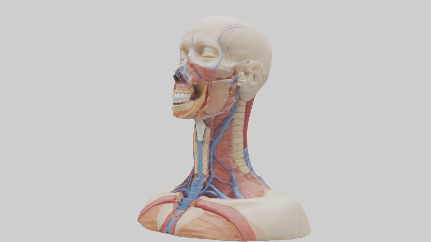 3D model Human Throat Anatomy Model VR / AR / low-poly
