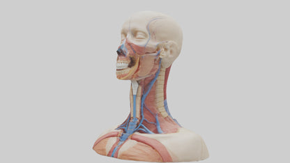 3D model Human Throat Anatomy Model VR / AR / low-poly