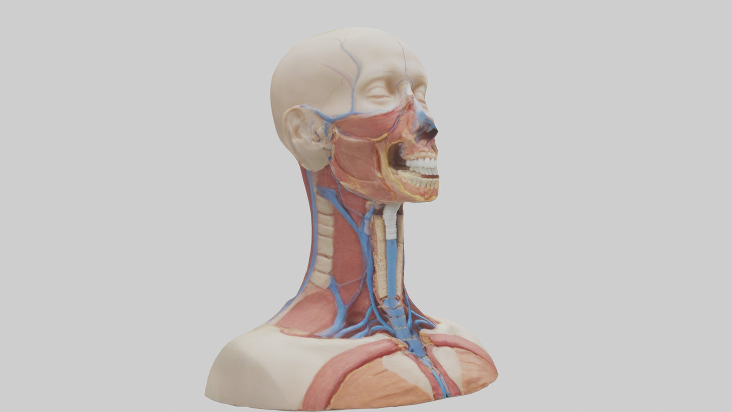3D model Human Throat Anatomy Model VR / AR / low-poly